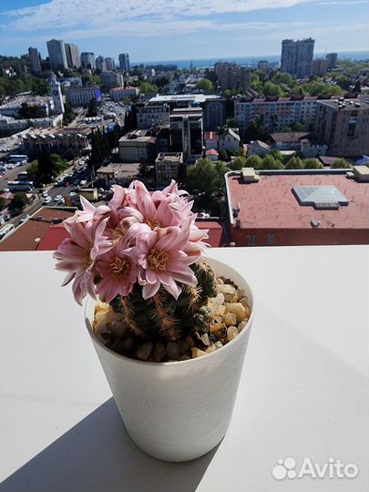 Кактус Gymnocalycium bruchii