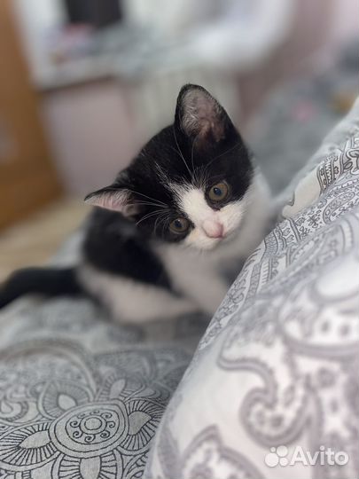 Котенок девочка бесплатно