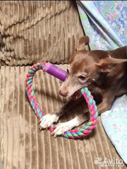 Зоогостиница Передержка животных Догситтер