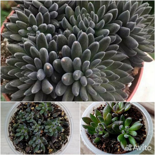 Суккуленты. Крассулы