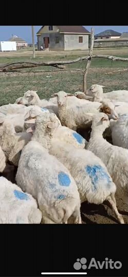Овцы ярки