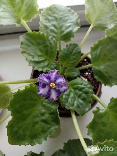 Сортовые фиалки цветущие