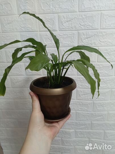 Спатифиллум