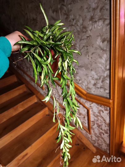 Хойя вайети триколор