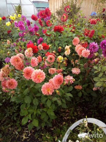 Георгины клубни