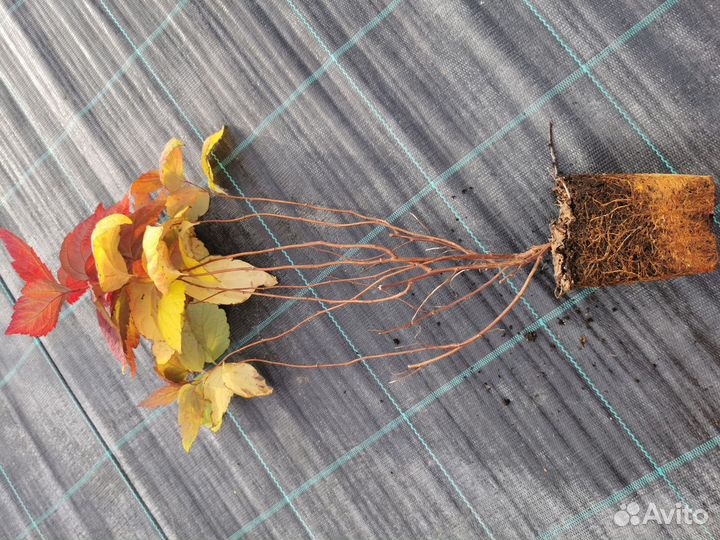 Спирея макрофила