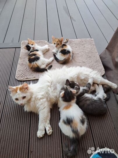 Котятки 1.5 месяца