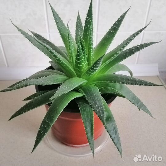 Алоэ Остистое