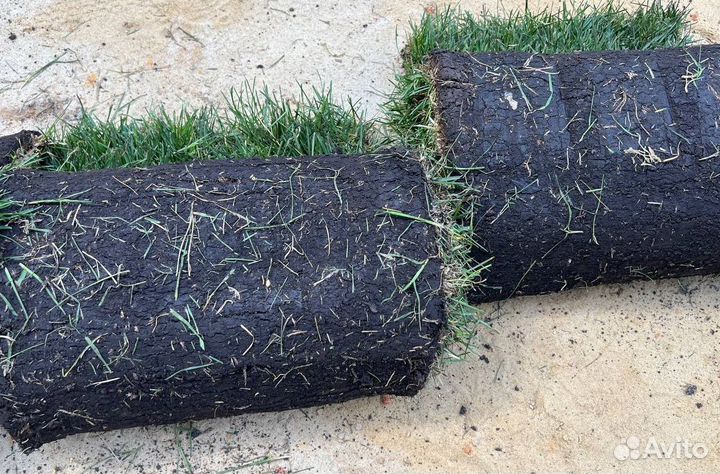 Рулонный газон