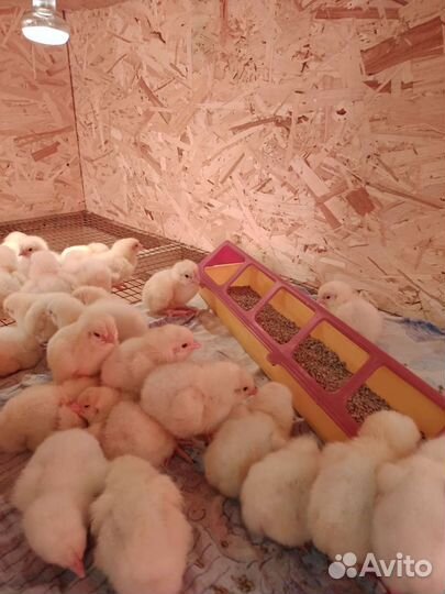 Суточный бройлер