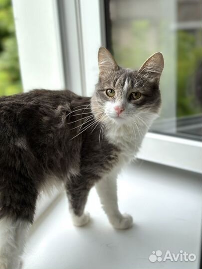 Пушистый электровеник