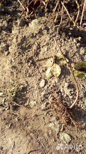 Саженцы ежевики зкс и окс