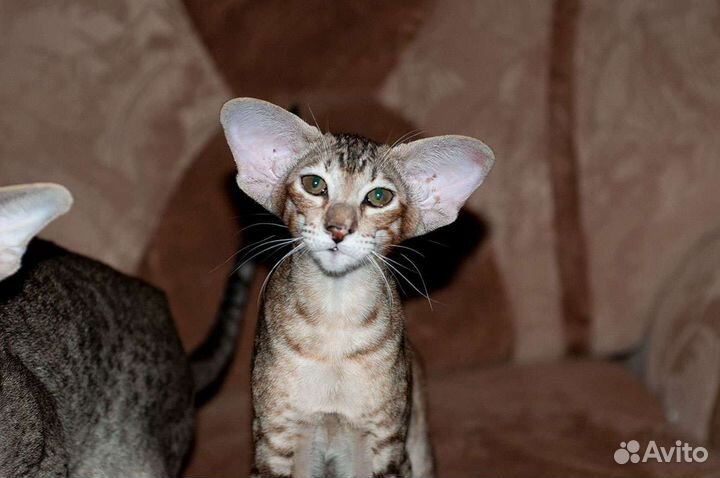 Ориентальные котята