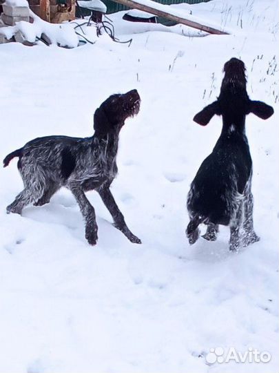 Домашние животные собаки