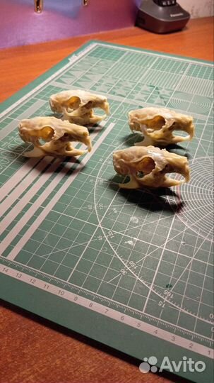 Черепа морских свинок