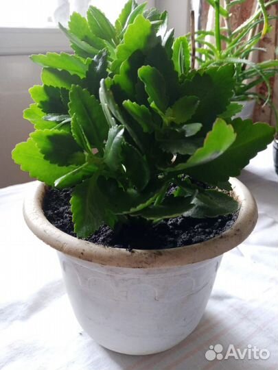 Каланхоэ лечебное