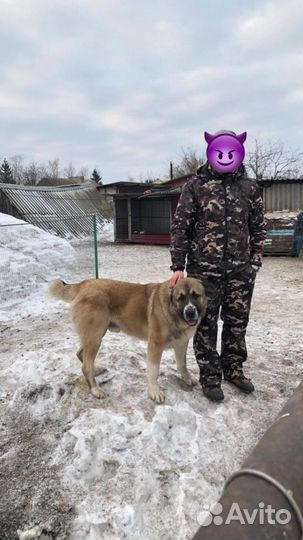 Вязка Алабай