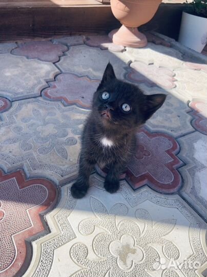 Кошка в дар