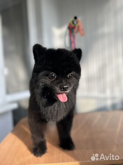 Груминг собак и кошек