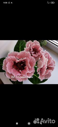 Клубни сортовых глоксиний'24
