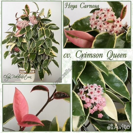 Рапсалис Хойя Ипомея ботат коллизия