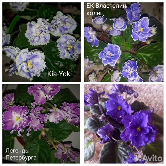 Сортовые фиалки