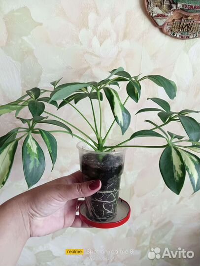 Шефлера вариегатная