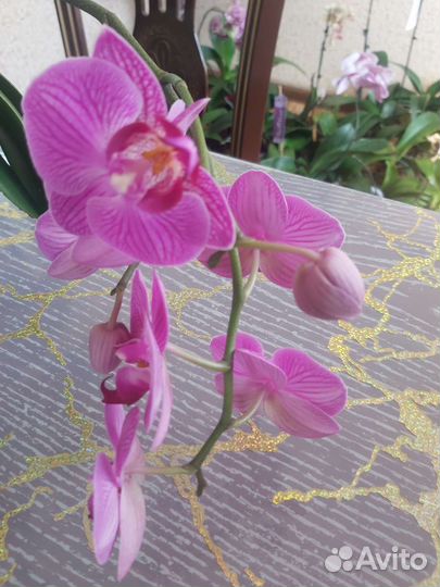 Орхидея фаленопсис