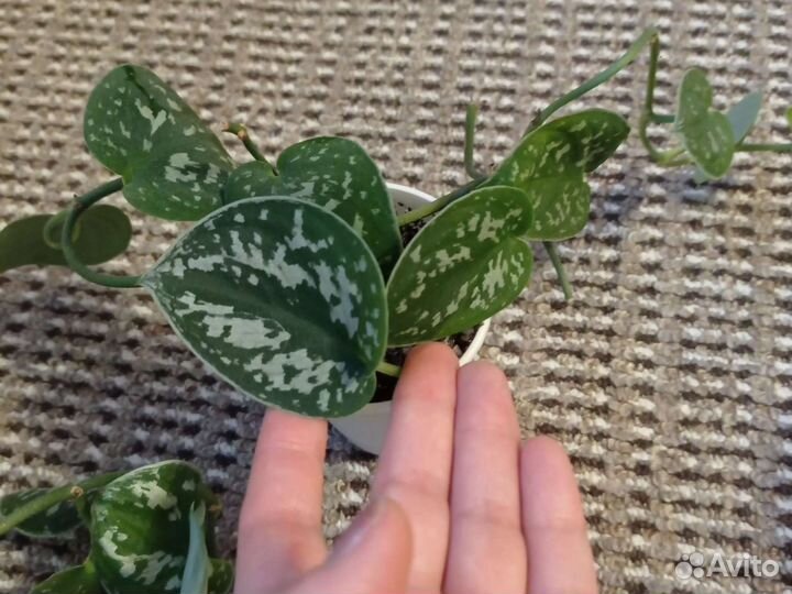 Сциндапсус пятнистый (треби)