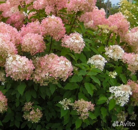 Гортензия саженцы фантом
