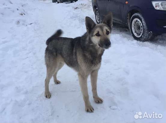 В добрые руки, охраняет