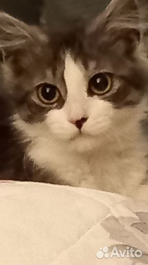 Кот домашний