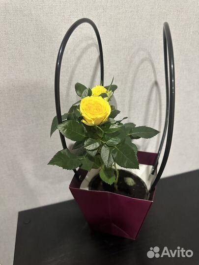 Пакеты для цветы