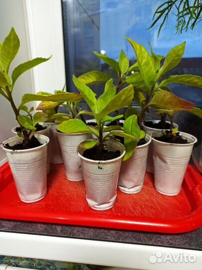 Гинура распростертая Джинура