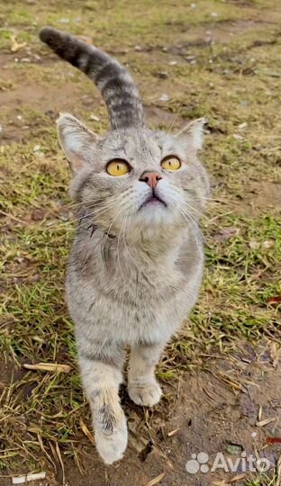 Котик в поисках счастья