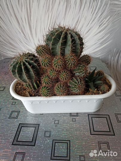 Кактус