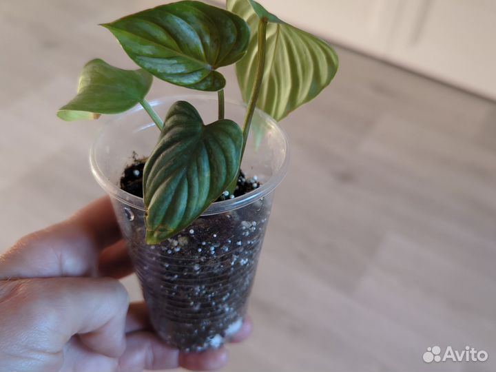 Филодендрон Мамей