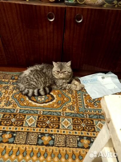 Персидский кот вязка