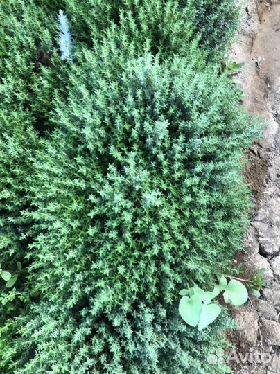 Тимьян кусты чабрец