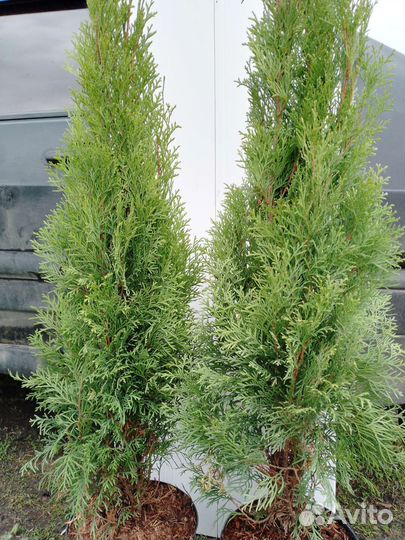 Туя смарагд