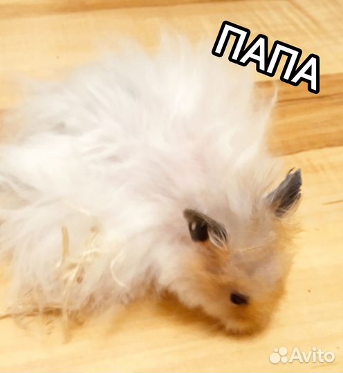 Хомяки сирийские