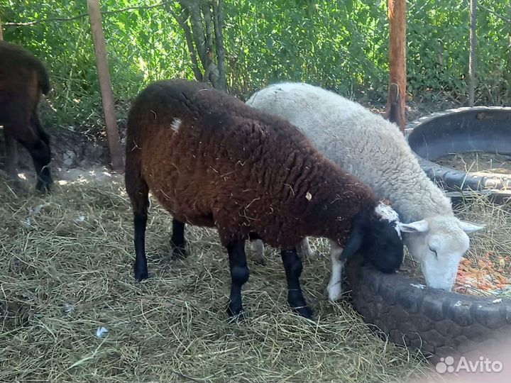 Баранчик и овцы