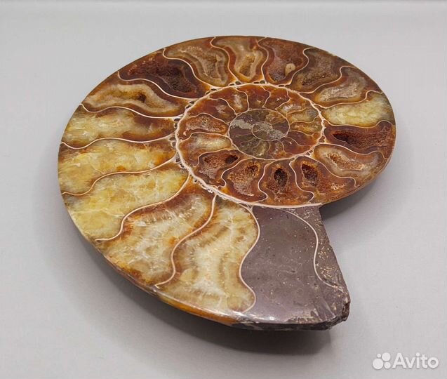 Аммонит Cleoniceras, Мадагаскар / Окаменелости