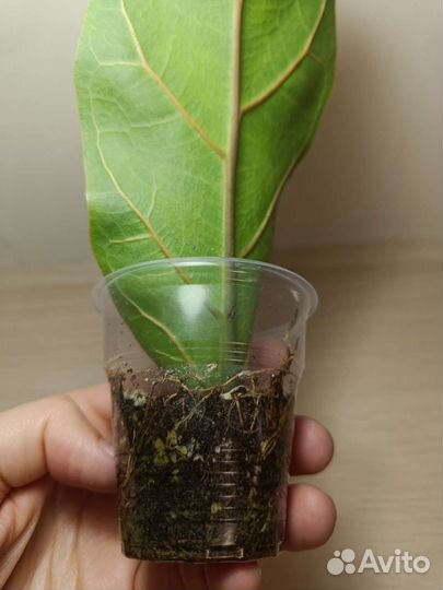 Фикус лирата бамбино