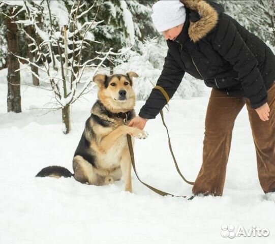 Овчаристая Собака Яша в добрые руки