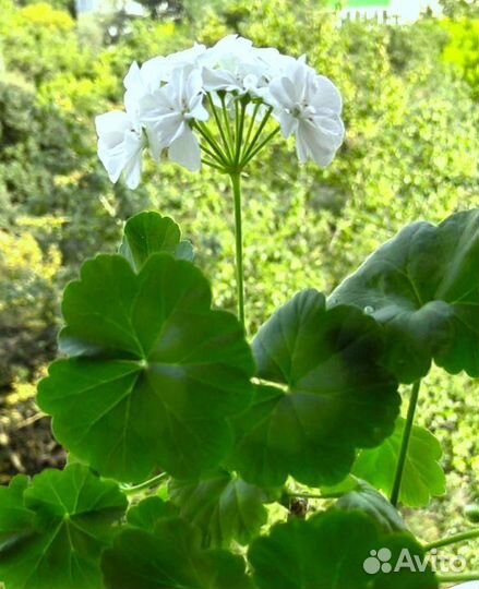 Махровая герань розовая, белая (большие кусты)