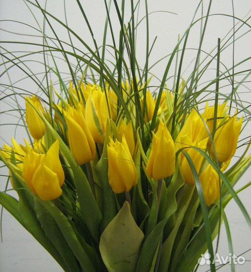 Детки тюльпанов