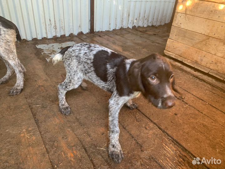 Щенки Дратхаара