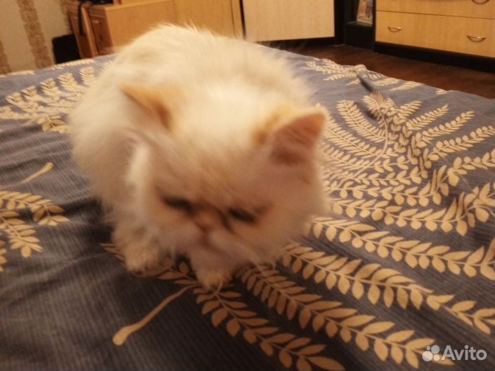 Персидская кошка