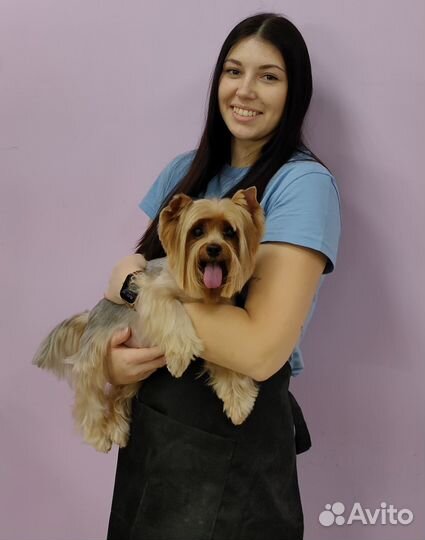 Стрижка собак-Экспресс-линька-Выезд на дом